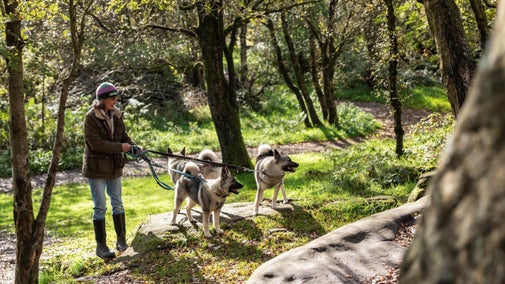 Three husky dogs enjoying a walk around Brimham Rocks
